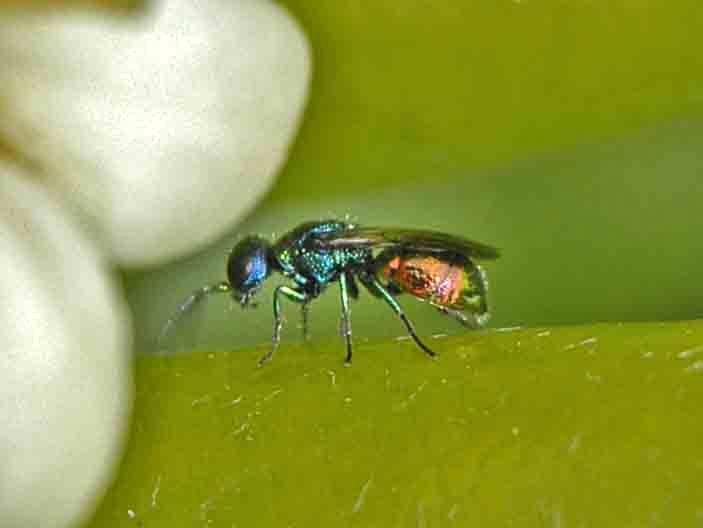 Chrysididae in attesa di determinazione